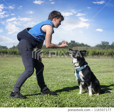 obedience training for border collie obedience training for border collie 116507177