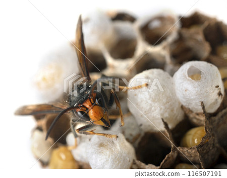 Asian hornet in studio 116507191