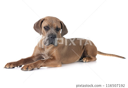 puppy cane corso 116507192