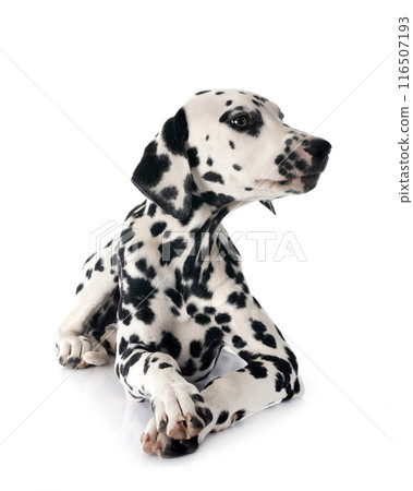 puppy dalmatian in studio puppy dalmatian in studio 116507193