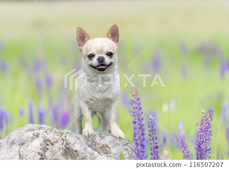 chihuahua in nature 116507207