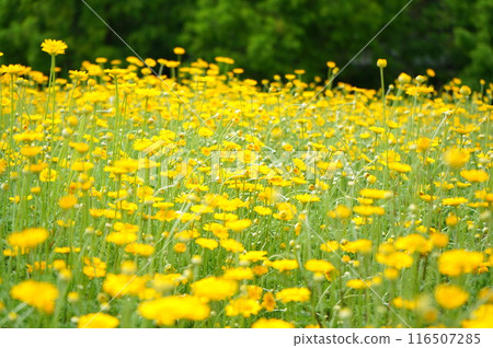 Dyers Chamomile Flower Garden at Menard Aoyama Resort 116507285