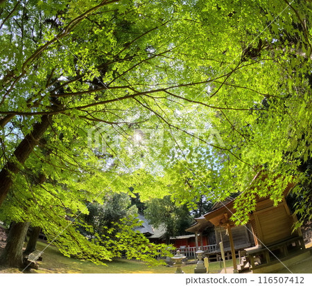 Fresh green of the shrine Fresh green of the shrine 116507412