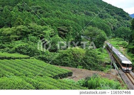 Tea fields and the Minobu Line Limited Express Fujikawa 116507466