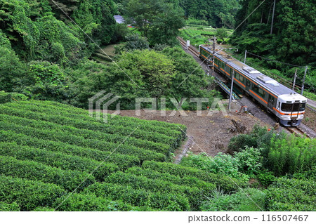 Tea fields and the Minobu Line Tea fields and the Minobu Line 116507467
