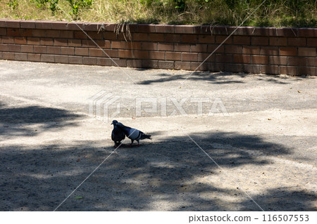Two pigeons in the park 116507553