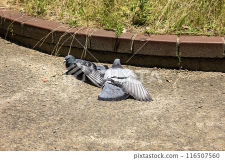 公園裡的兩隻鴿子 公園裡的兩隻鴿子 116507560