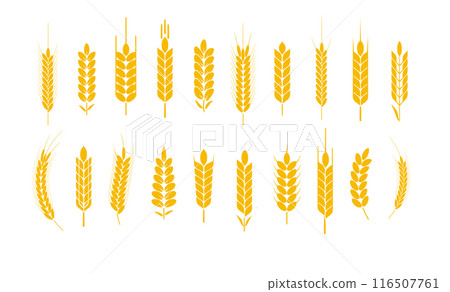 Wheat and rye logo ears. Barley rice grains and elements for beer or organic agricultural food. Vector 116507761