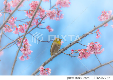 河津櫻花和mezzo 116507786