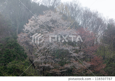 霧和櫻花 116507787