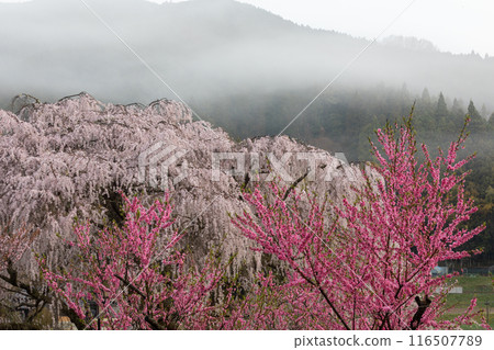 又兵衛櫻花和桃花盛開 116507789