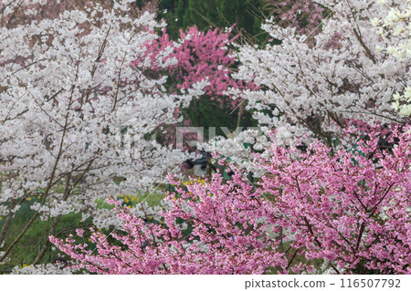 櫻花盛開 116507792