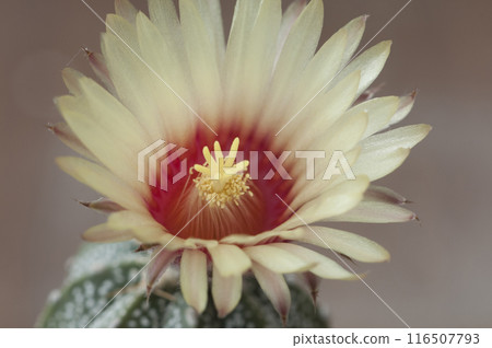 Flowering cactus from Astrophytum family, close-up Flowering cactus from Astrophytum family, close-up 116507793