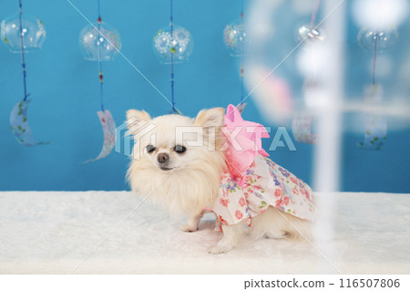 Luana the Chihuahua wearing a blue buck, wind chimes and a yukata Luana the Chihuahua wearing a blue buck, wind chimes and a yukata 116507806