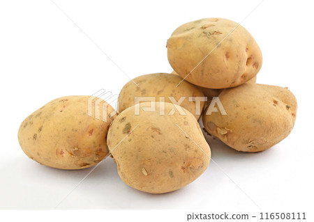 馬鈴薯（西高） 116508111