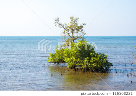 A cluster of mangrove trees with exposed roots stands in a shallow body of water. 116508221