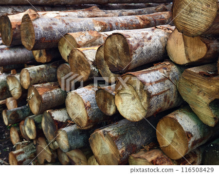 Logs are neatly piled on top of one another, forming a stack 116508429