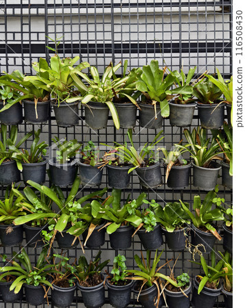 Potted plants hanging on a wall with various foliage and blooms 116508430