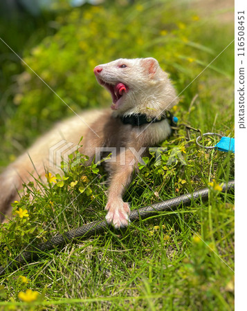 雪貂在草地上玩耍 116508451