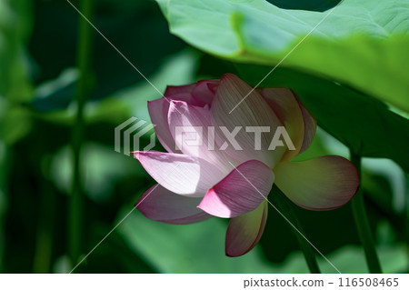 Landscape with lotus flowers in July Landscape with lotus flowers in July 116508465