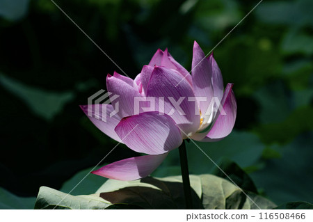Landscape with lotus flowers in July Landscape with lotus flowers in July 116508466