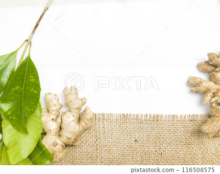 Ginger root isolated on burlap fabric background. Ideal for use in health, culinary and content  Ginger root isolated on burlap fabric background. Ideal for use in health, culinary and content  116508575