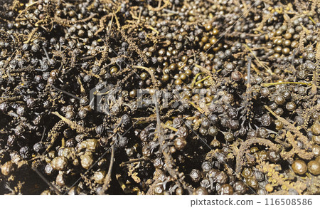 Dry cubeb pepper. Ideal for use in culinary, health, and spice related content 116508586