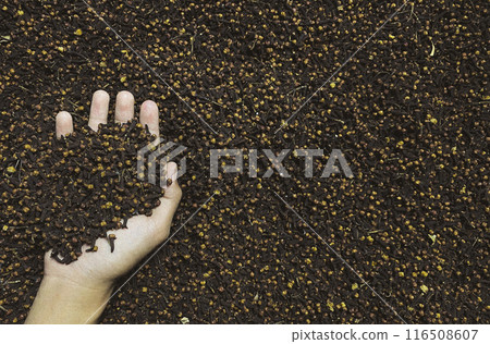Dry cloves.A hand are holding cloves Dry cloves.A hand are holding cloves 116508607