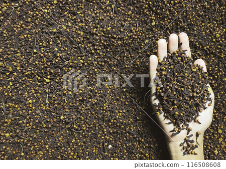 Dry cloves. A hand are holding cloves background 116508608