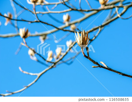 Tulip tree branches with dry flowers and buds against blue sky - Latin name - Liriodendron tulipifera L 116508635