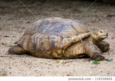 Sulcata tortoise in the garden at thailand 116508668