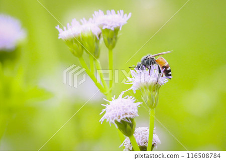 Bees taking nectar on white flowers with green bokeh background. Bees taking nectar on white flowers with green bokeh background. 116508784