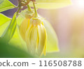 Ylang ylang flower with natural bokeh background, leaves and morning sun. 116508788