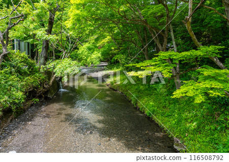 位於靜岡縣森町富富國的一宮大國神社,一宮河被綠樹環繞 位於靜岡縣森町富富國的一宮大國神社,一宮河被綠樹環繞 116508792