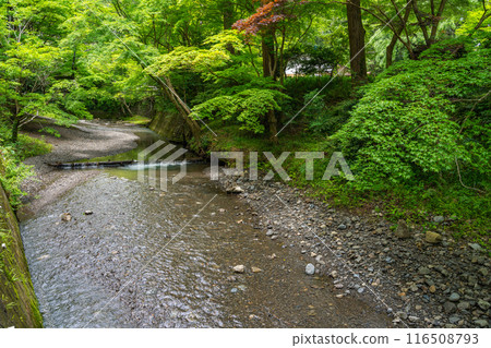 位於靜岡縣森町富富國的一宮大國神社,一宮河被綠樹環繞 位於靜岡縣森町富富國的一宮大國神社,一宮河被綠樹環繞 116508793