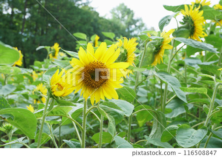 向日葵田裡盛開的向日葵花 116508847