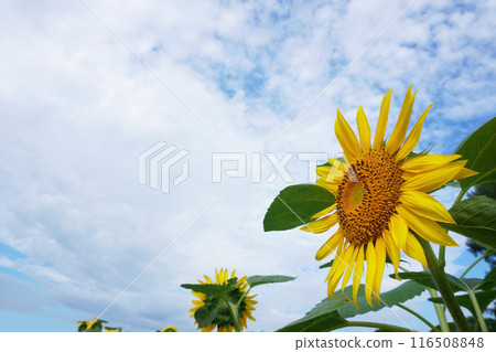 向日葵田裡盛開的向日葵花 116508848