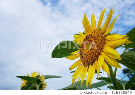 向日葵田裡盛開的向日葵花 116508849