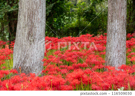 群集孤挺花盛開在樹之間 116509030