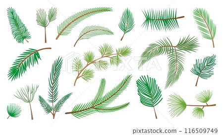 Cartoon christmas tree branches. Spruce pine cedar, forest evergreen trees branch. Nature elements for new year and winter holidays neoteric vector set 116509749
