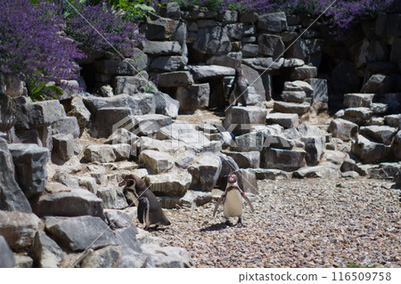 Penguins at the zoo 116509758