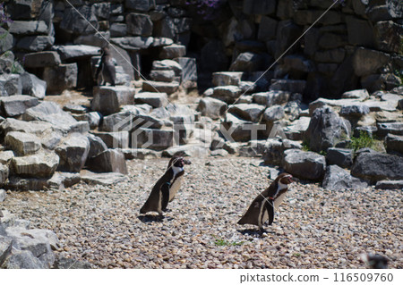Penguins at the zoo Penguins at the zoo 116509760