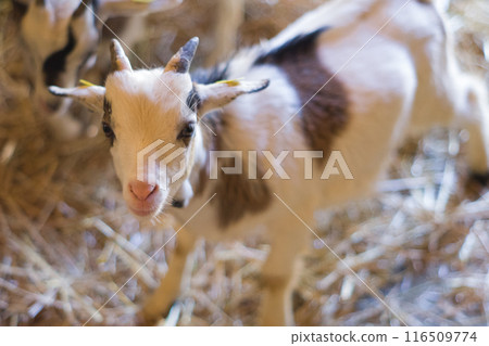 Cute baby goat in the zoo Cute baby goat in the zoo 116509774