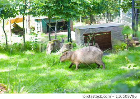 Capybara in the zoo Capybara in the zoo 116509796