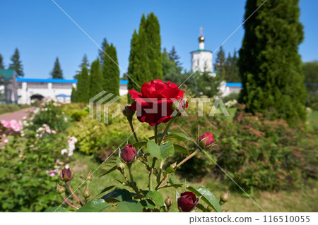 A red blooming rose in a summer park, close-up 116510055