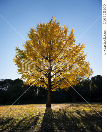 A park with ginkgo biloba A park with ginkgo biloba 116510100