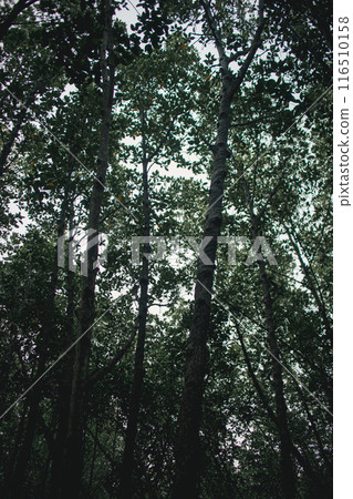 Deep mangrove forest of Mu Ko Chumphon National Park, Thailand Deep mangrove forest of Mu Ko Chumphon National Park, Thailand 116510158