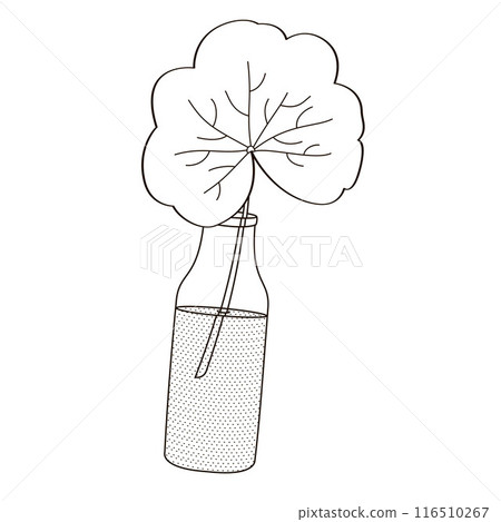 geranium leaf in a glass of water for vegetative propagation 116510267