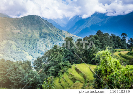 green field of rice in nepal 116510289