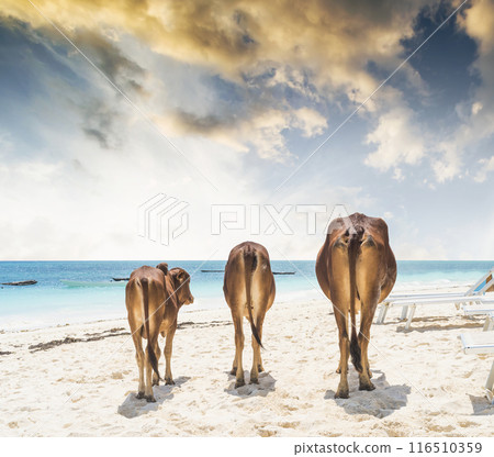 three african cows walking away on a beach 116510359